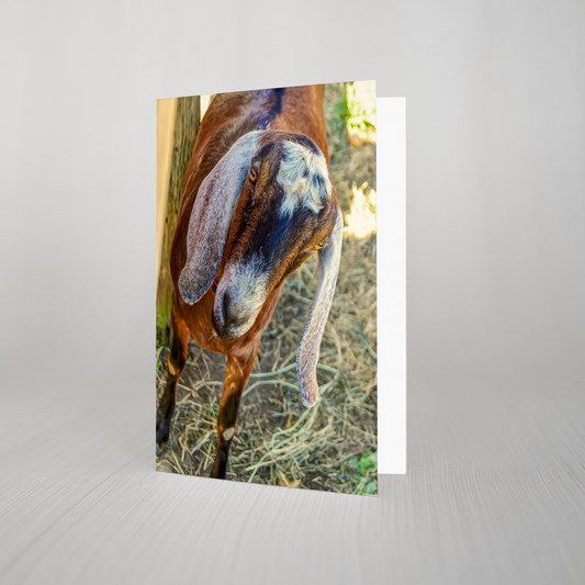 Goat Blank Folded Card