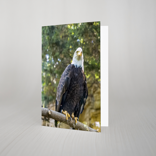 Bald Eagle Blank Folded Card