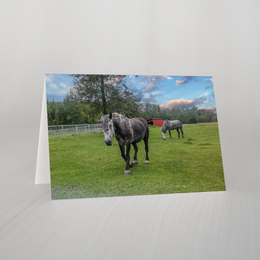 Horses Blank Folded Card