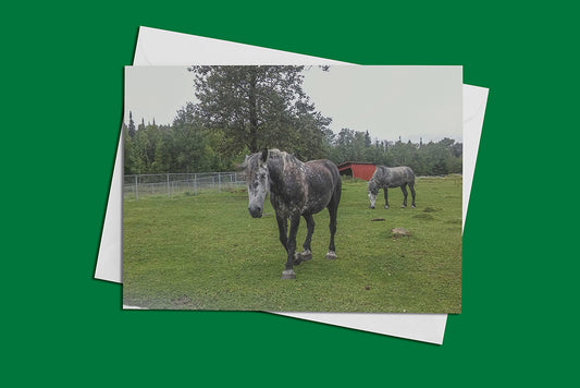 Horses Blank Folded Card